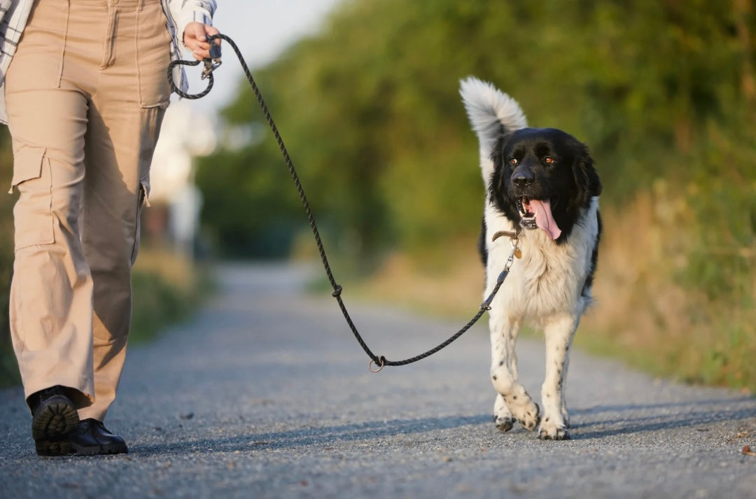 CHILL DOG CALMING OIL